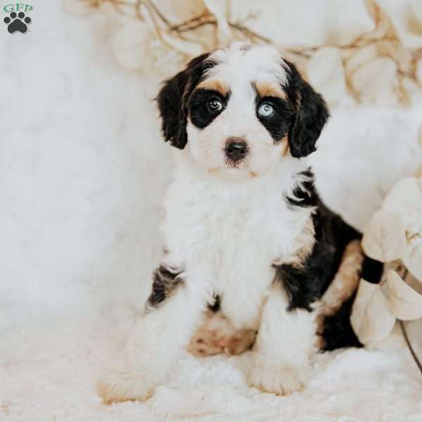 Halli, Mini Bernedoodle Puppy