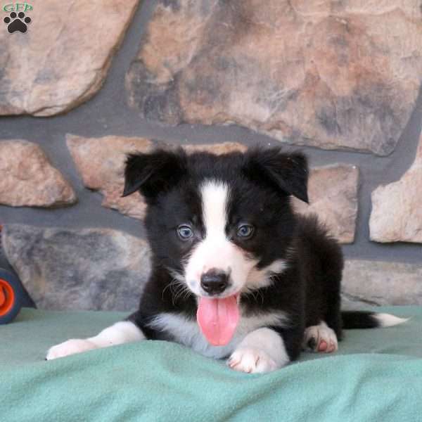 Hamlet, Border Collie Puppy
