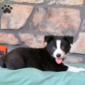 Hamlet, Border Collie Puppy