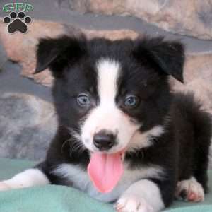 Hamlet, Border Collie Puppy