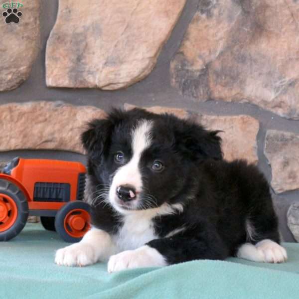 Hank, Border Collie Puppy