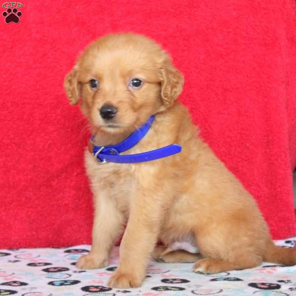Hank, Golden Retriever Puppy