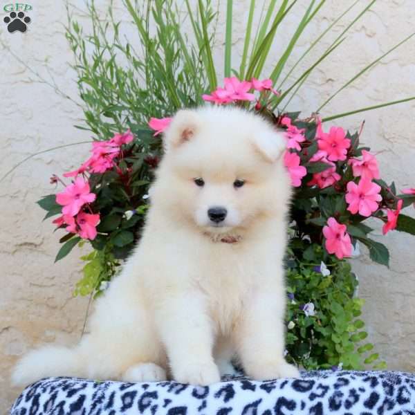 Hank, Samoyed Puppy