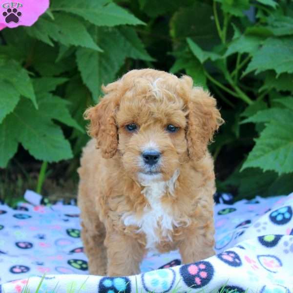 Hank, Cockapoo Puppy