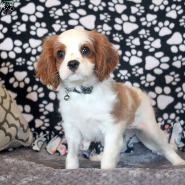 Hank, Cavalier King Charles Spaniel Puppy