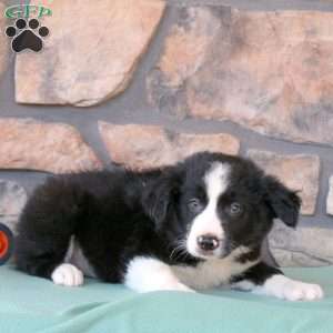 Hank, Border Collie Puppy