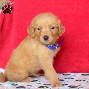 Hank, Golden Retriever Puppy