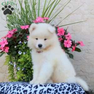 Hank, Samoyed Puppy