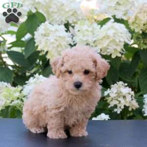 Hank, Bich-Poo Puppy