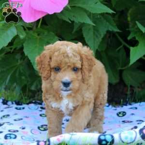 Hank, Cockapoo Puppy