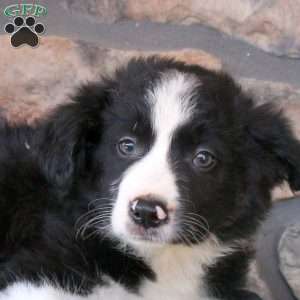 Hank, Border Collie Puppy