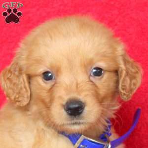 Hank, Golden Retriever Puppy