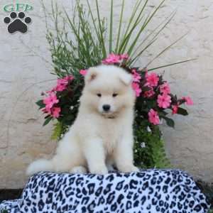 Hank, Samoyed Puppy