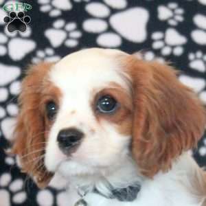 Hank, Cavalier King Charles Spaniel Puppy