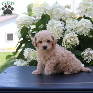 Hank, Bich-Poo Puppy