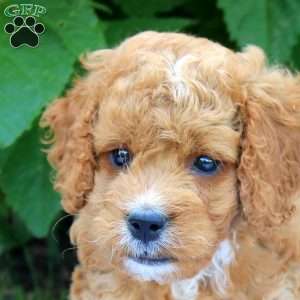 Hank, Cockapoo Puppy