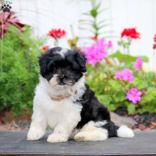 Hank, Havanese Puppy