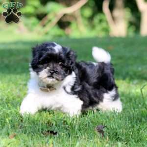 Hank, Havanese Puppy