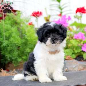 Hank, Havanese Puppy
