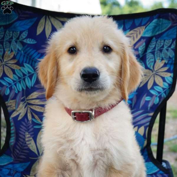 Hank, Goldendoodle Puppy
