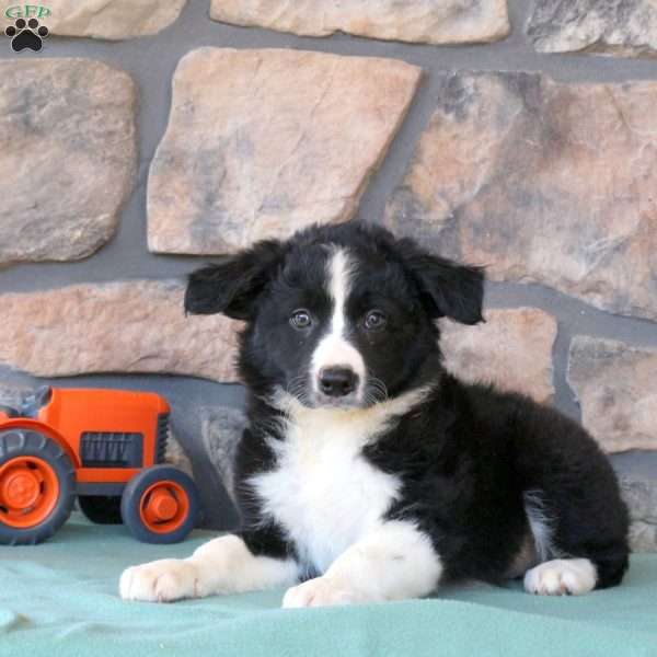 Hannah, Border Collie Puppy