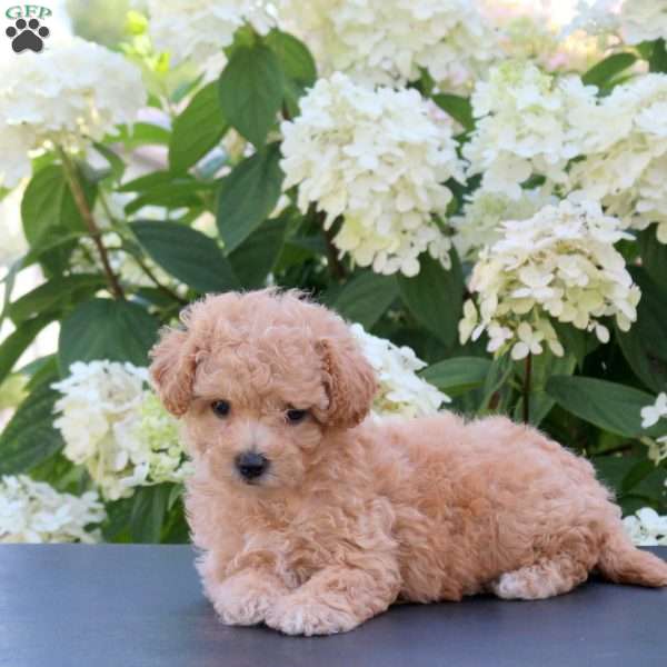 Hannah, Bich-Poo Puppy