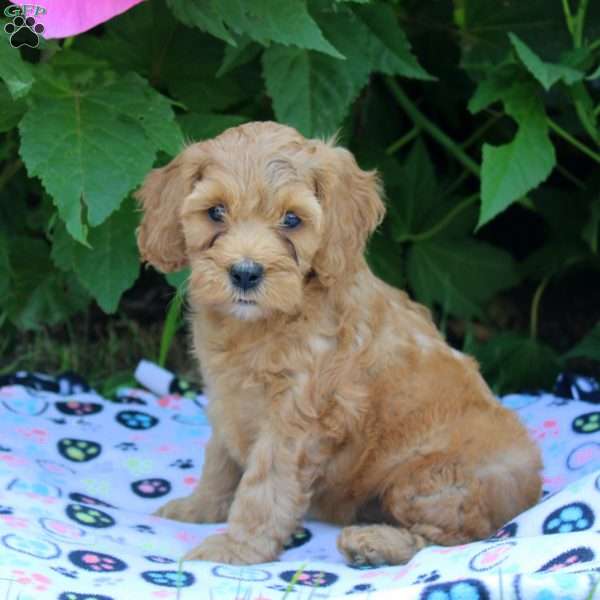 Hannah, Cockapoo Puppy