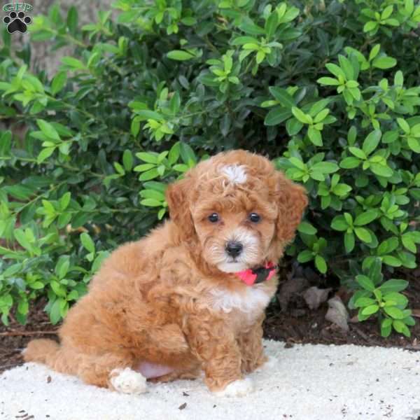 Hannah, Havapoo Puppy