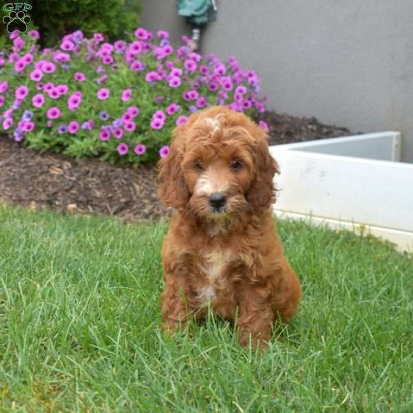 Hannah – Mini, Irish Doodle Puppy