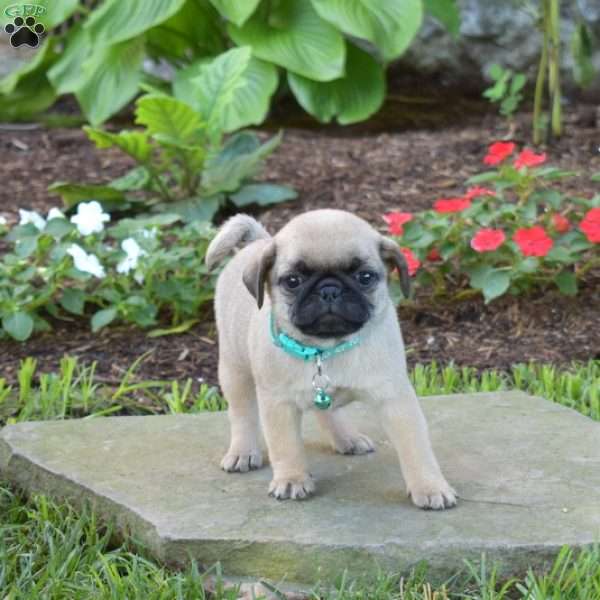 Hannah, Pug Puppy