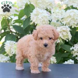 Hannah, Bich-Poo Puppy