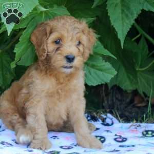 Hannah, Cockapoo Puppy