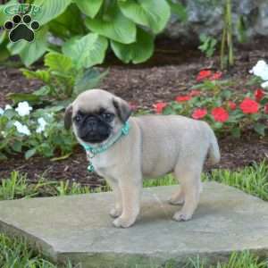 Hannah, Pug Puppy