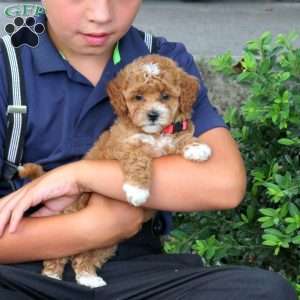 Hannah, Havapoo Puppy
