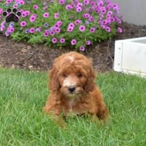 Hannah – Mini, Irish Doodle Puppy