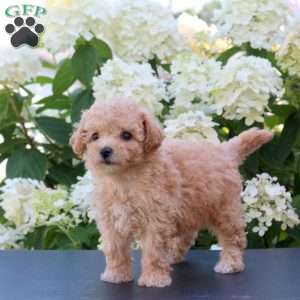 Hannah, Bich-Poo Puppy
