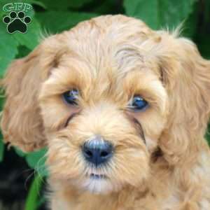 Hannah, Cockapoo Puppy