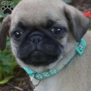 Hannah, Pug Puppy