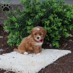 Hannah, Havapoo Puppy