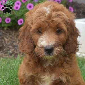 Hannah – Mini, Irish Doodle Puppy