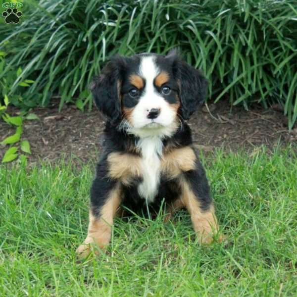 Happy, Miniature Bernese Mountain Dog Puppy