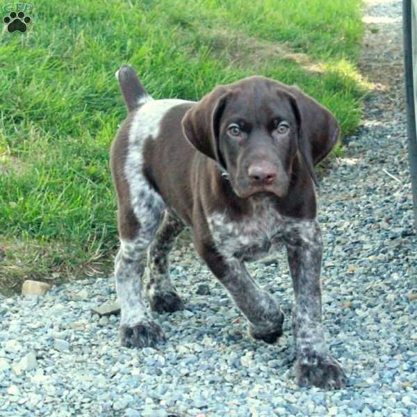 Happy, German Shorthaired Pointer Puppy