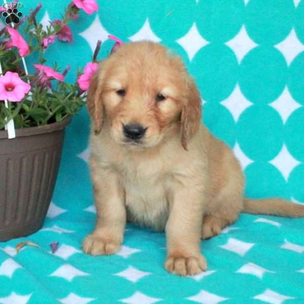 Happy, Golden Retriever Puppy