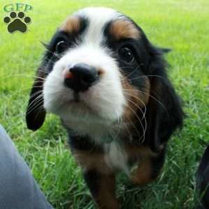 Happy, Miniature Bernese Mountain Dog Puppy