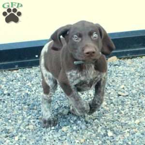 Happy, German Shorthaired Pointer Puppy
