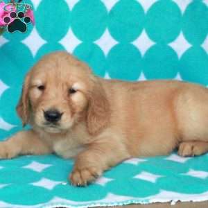 Happy, Golden Retriever Puppy
