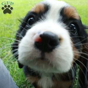Happy, Miniature Bernese Mountain Dog Puppy