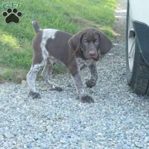 Happy, German Shorthaired Pointer Puppy
