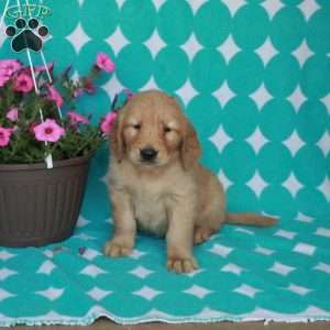 Happy, Golden Retriever Puppy