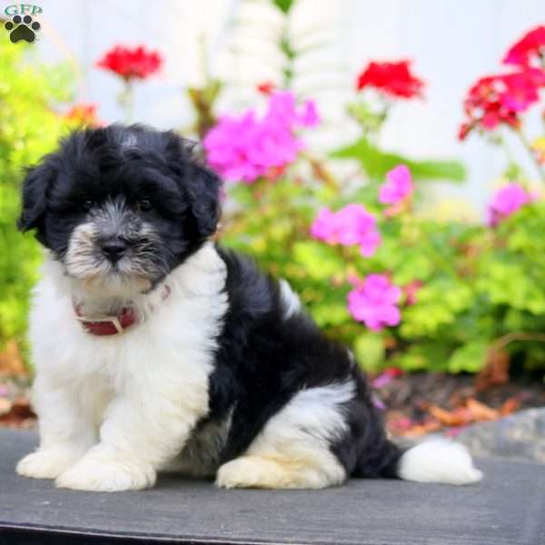 Happy, Havanese Puppy